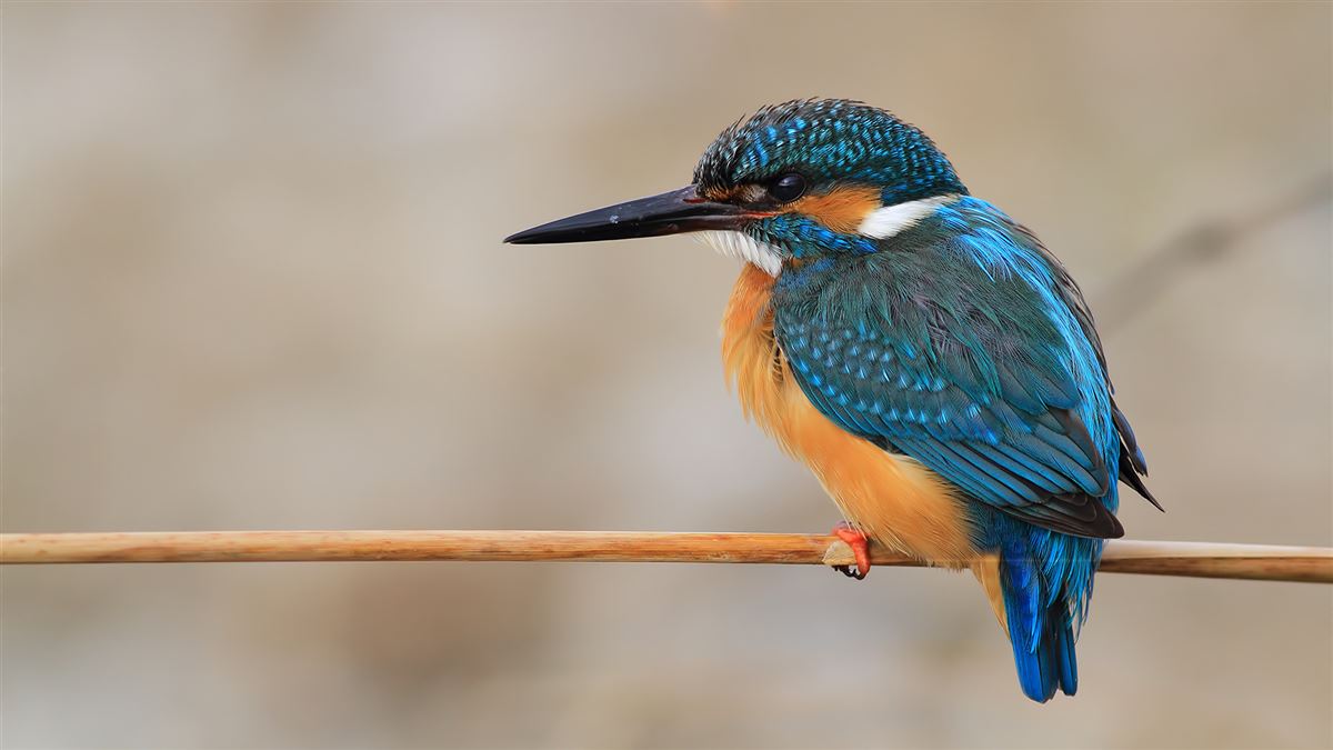 Common Kingfisher