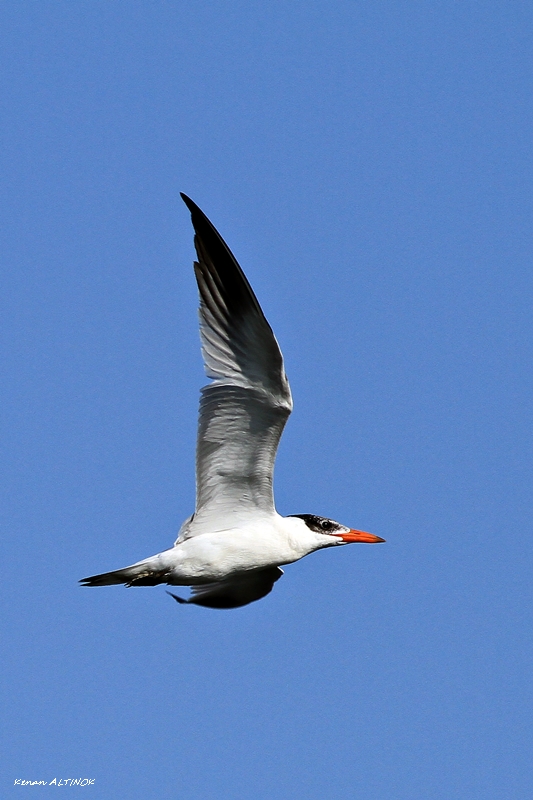 Caspian Tern