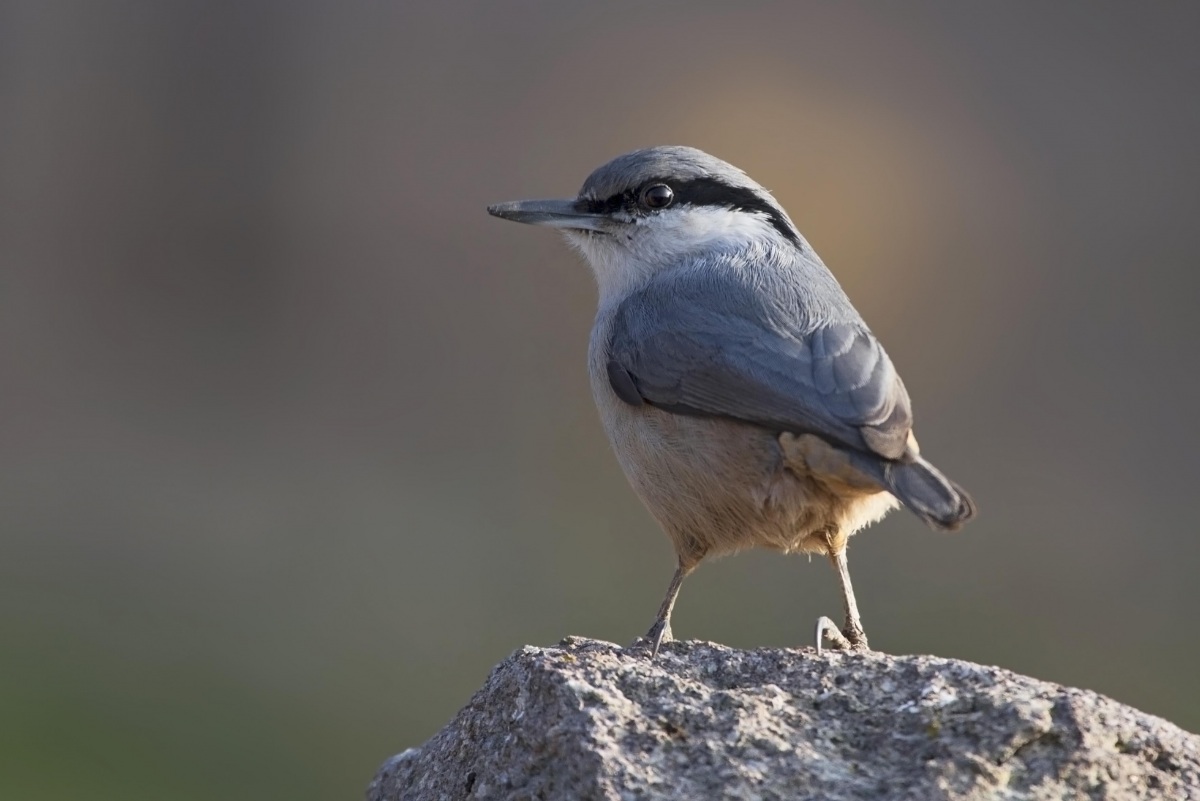 Western Rock Nuthatch