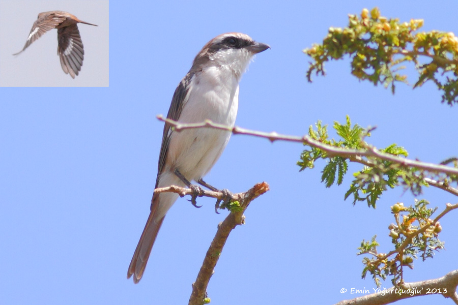 Red-tailed Shrike