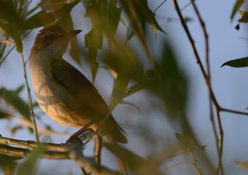Great Reed Warbler