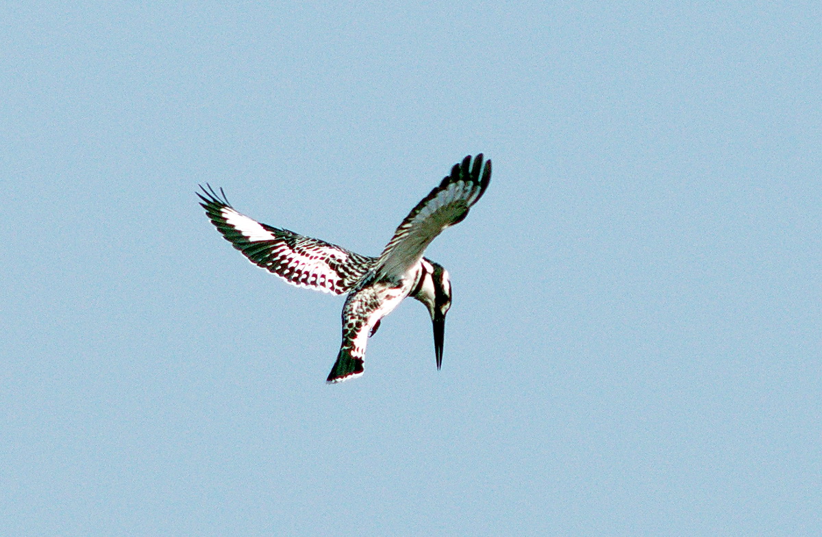 Pied Kingfisher