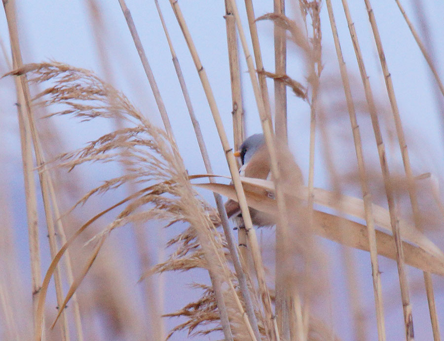 Bearded Reedling
