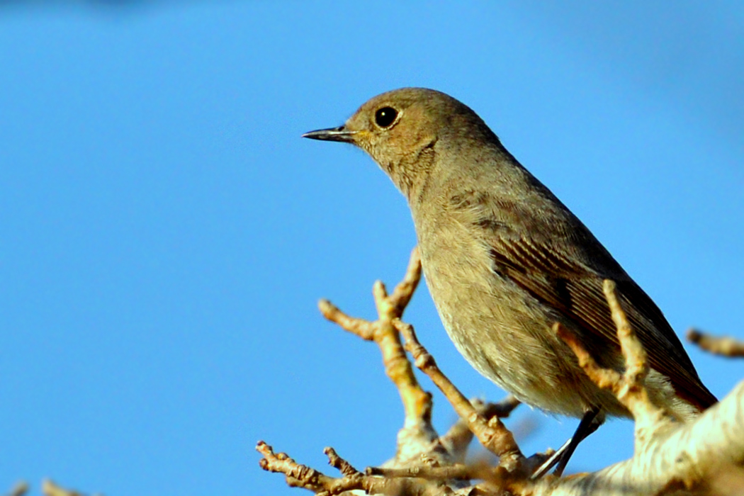 Black Redstart