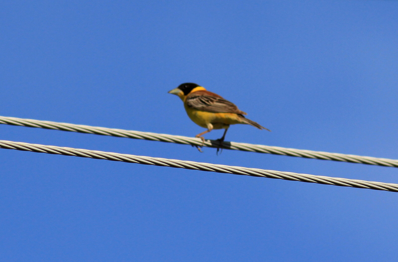 Black-headed Bunting