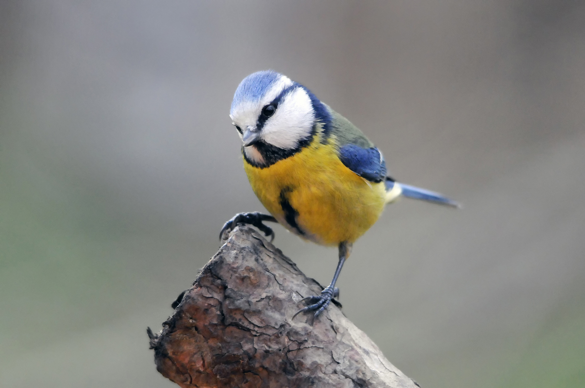 Eurasian Blue Tit