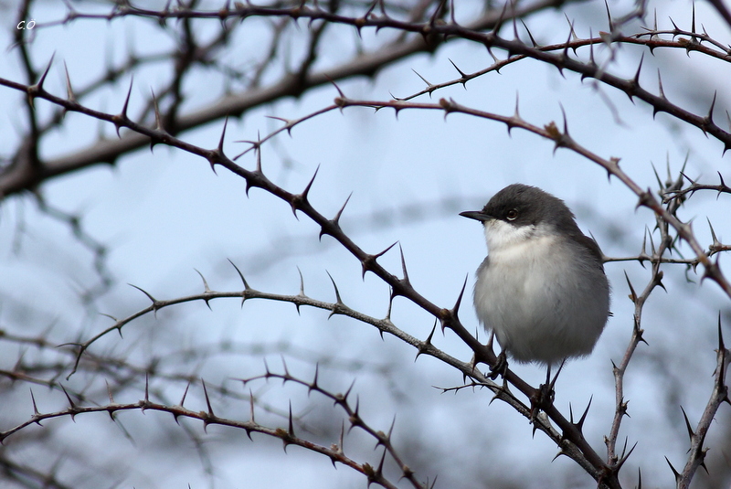 Lesser Whitethroat