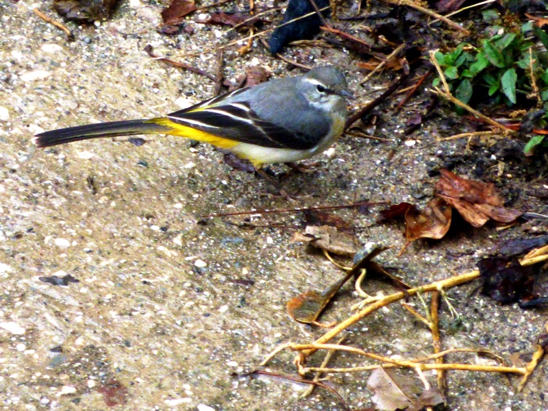 Grey Wagtail