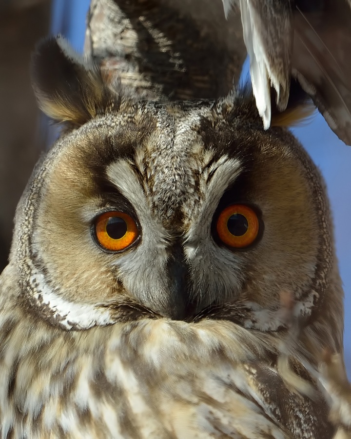 Long-eared Owl