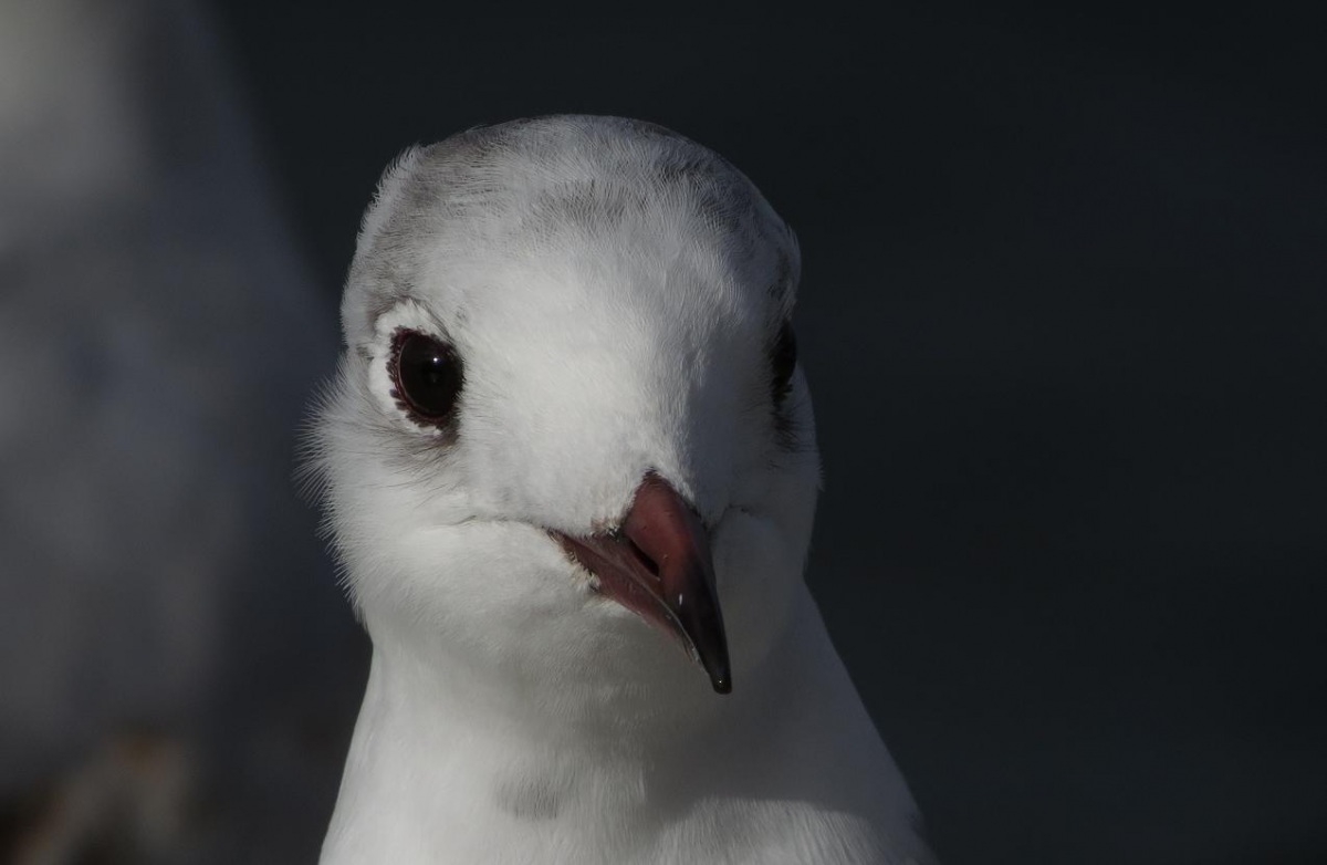 Black-headed Gull