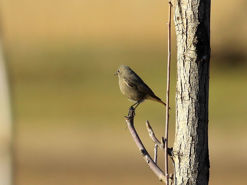 Black Redstart