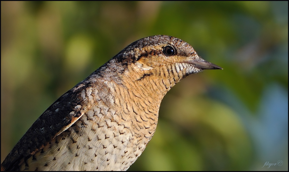 Eurasian Wryneck