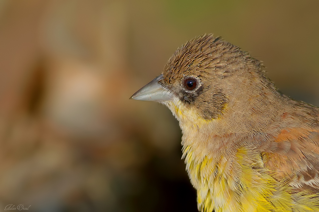 Black-headed Bunting