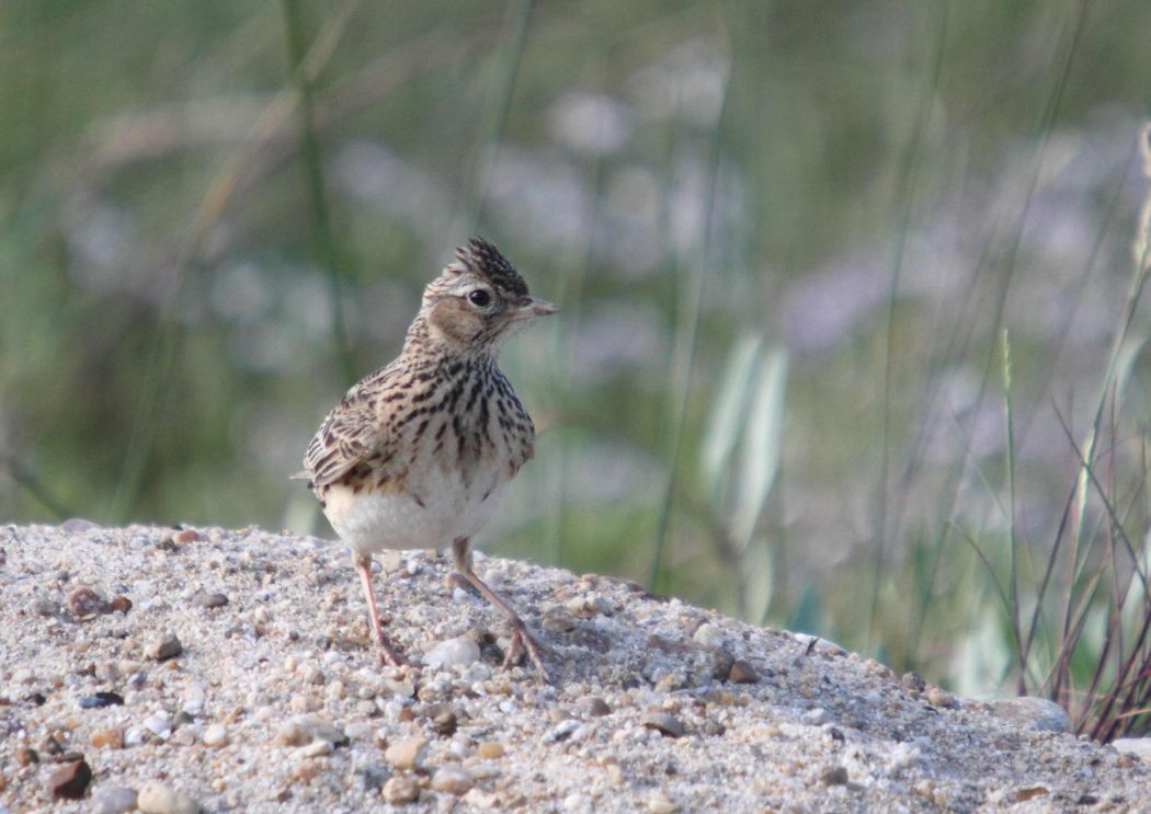 Eurasian Skylark