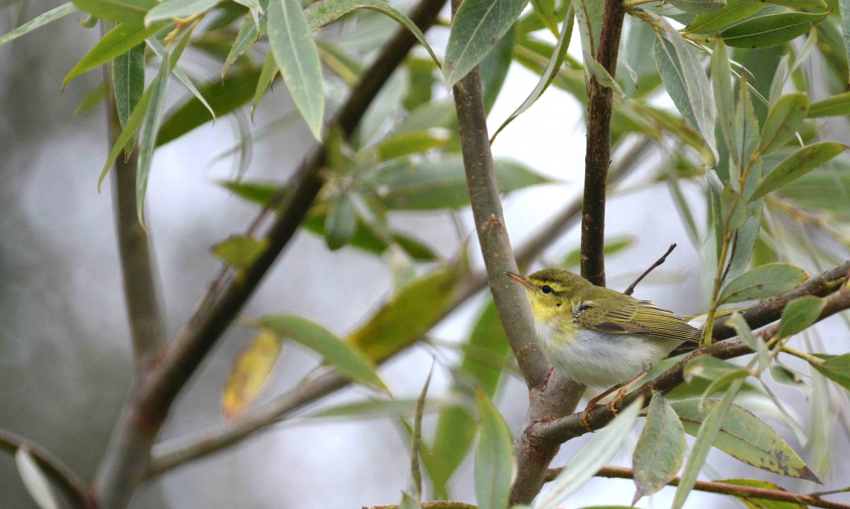 Wood Warbler