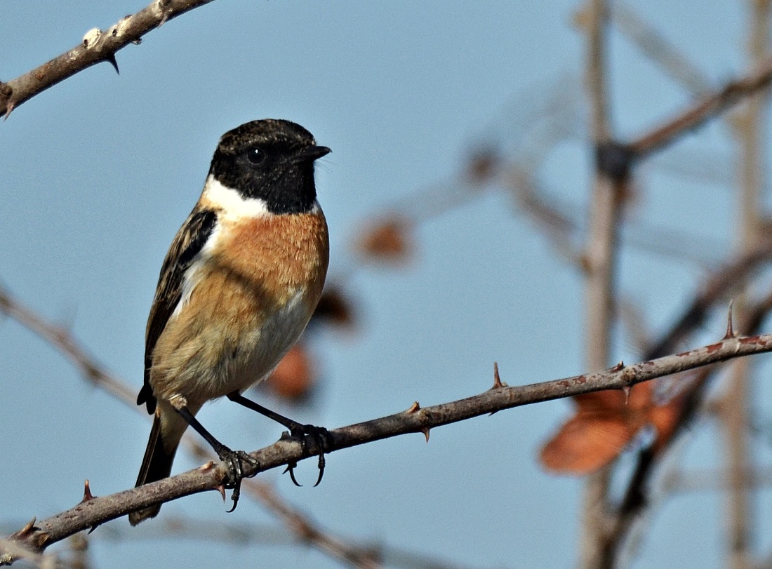 European Stonechat