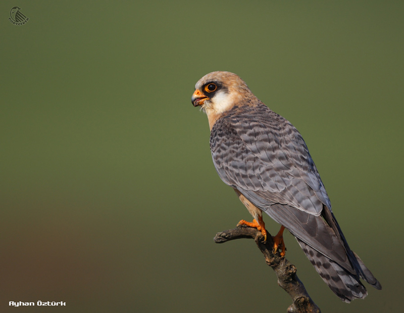 Red-footed Falcon
