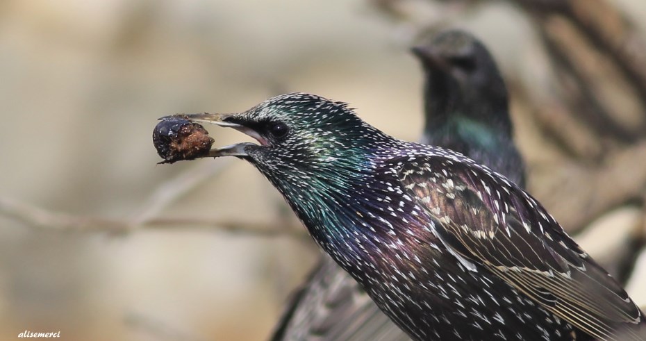 Common Starling