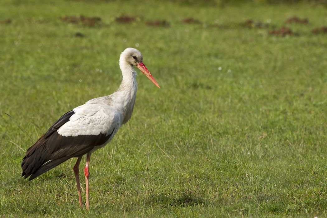 White Stork