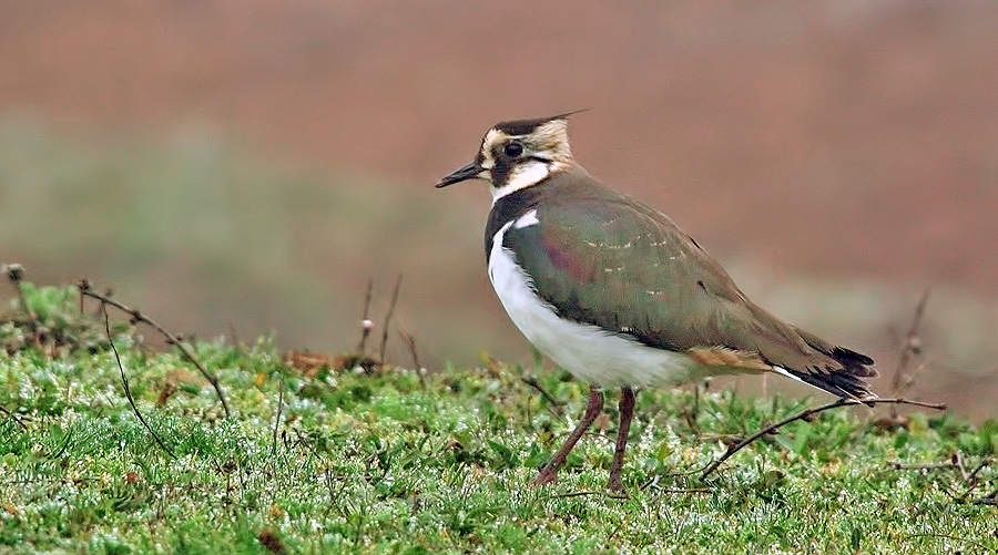 Northern Lapwing