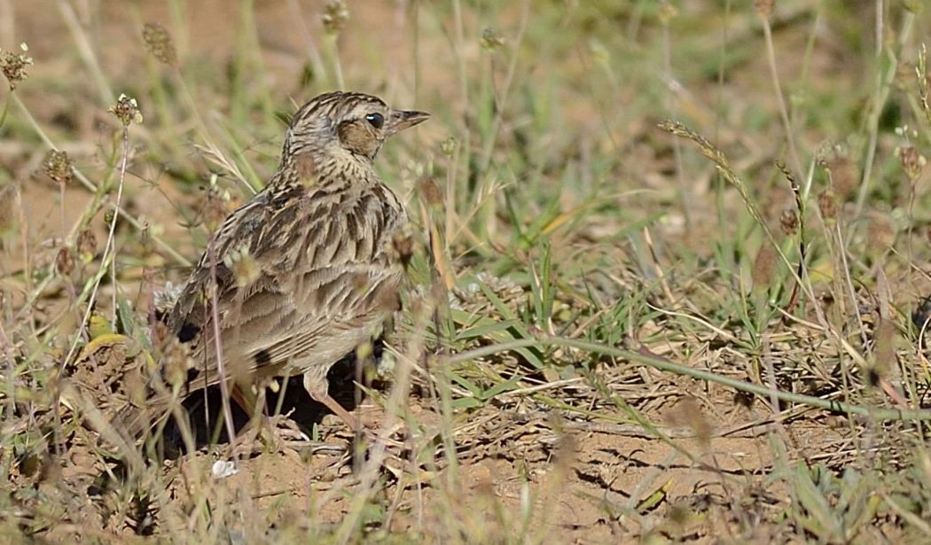 Eurasian Skylark