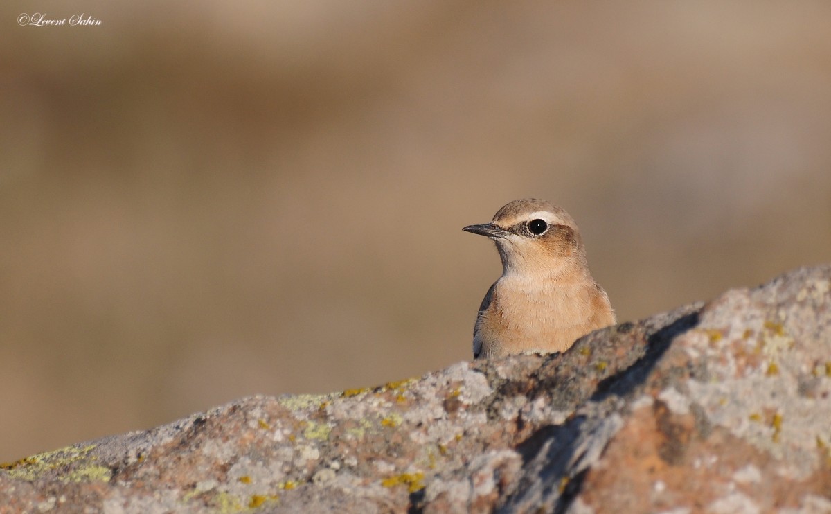 Northern Wheatear