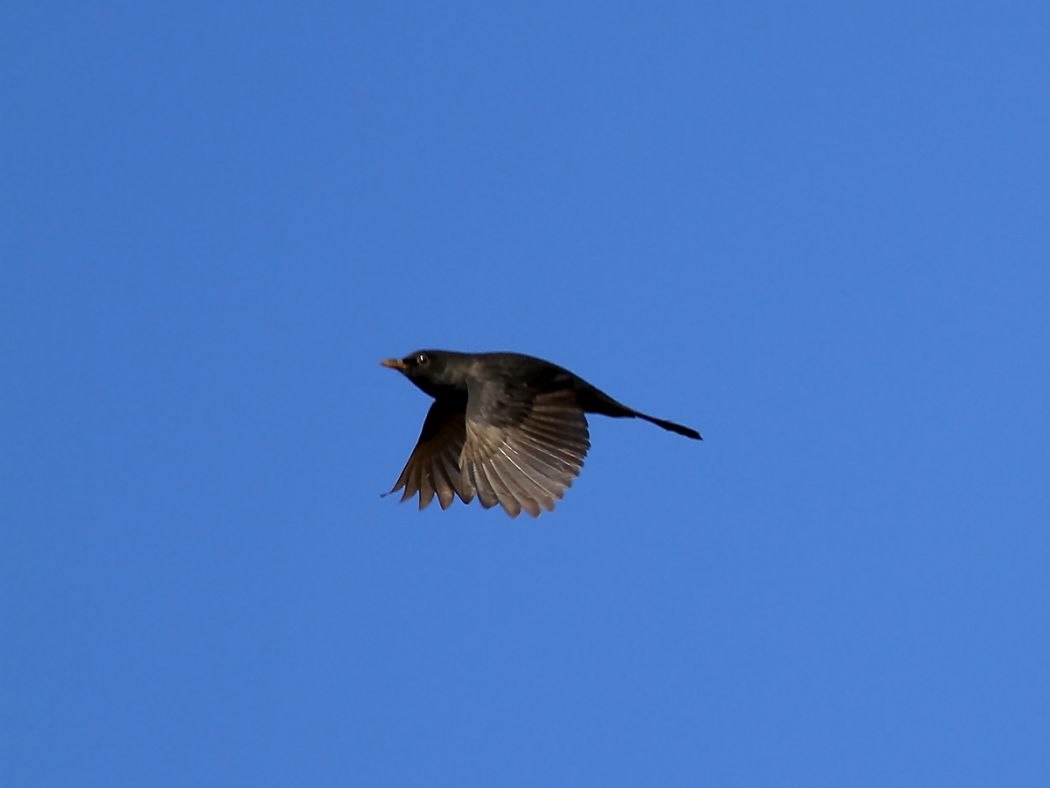 Common Blackbird