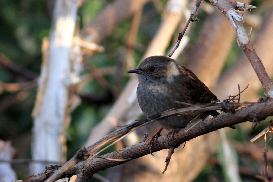 Dunnock