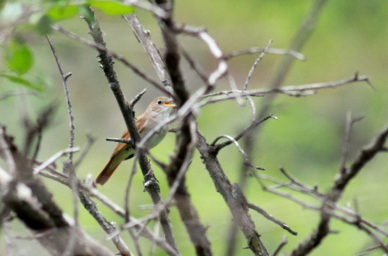 Common Nightingale