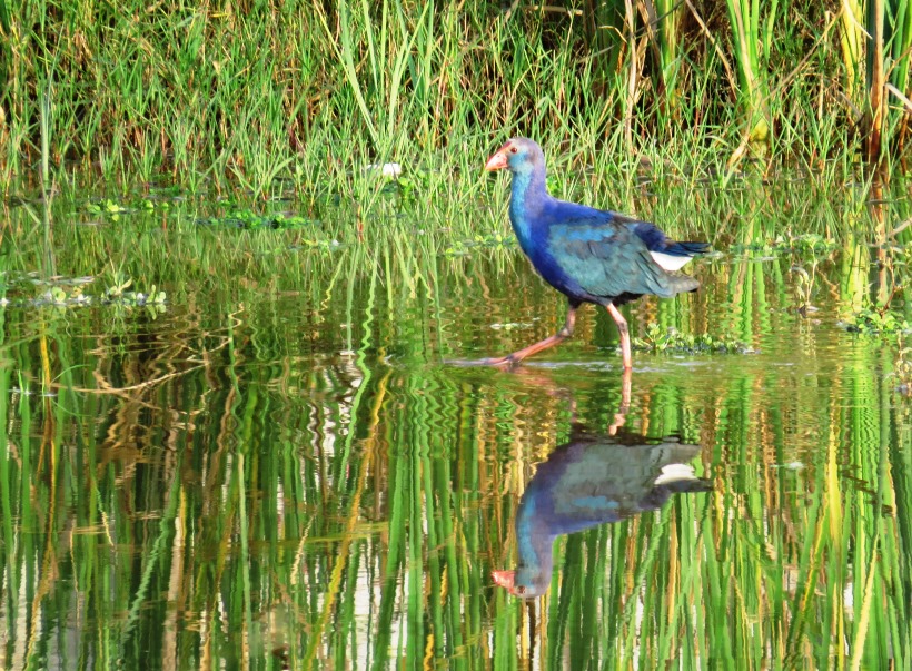 Grey-headed Swamphen