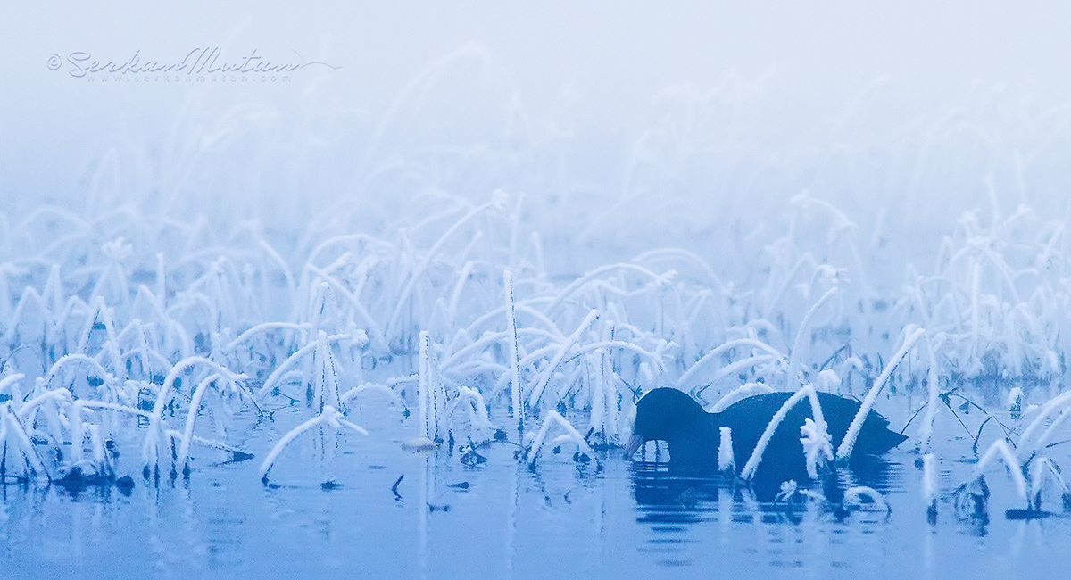 Eurasian Coot