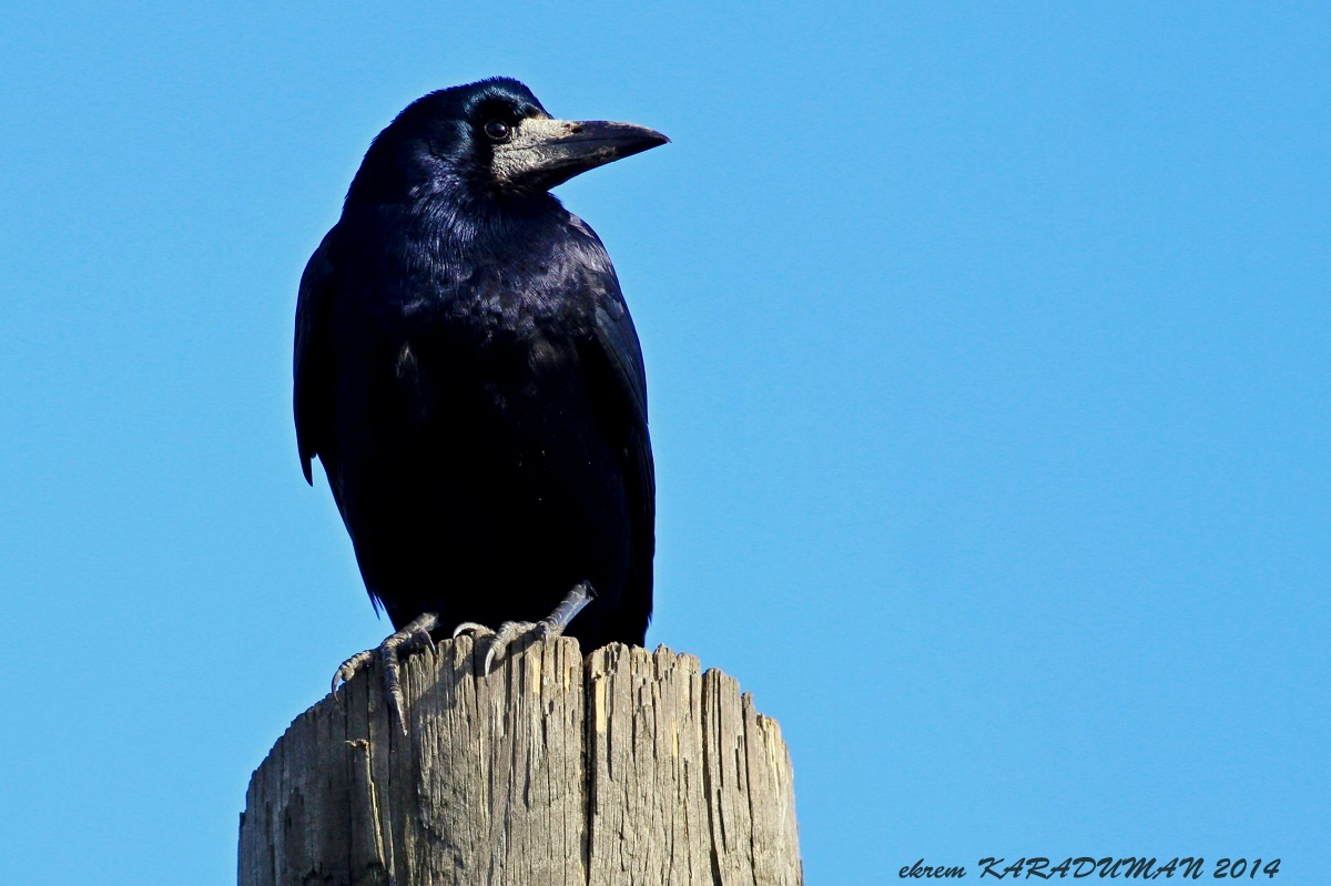 Rook