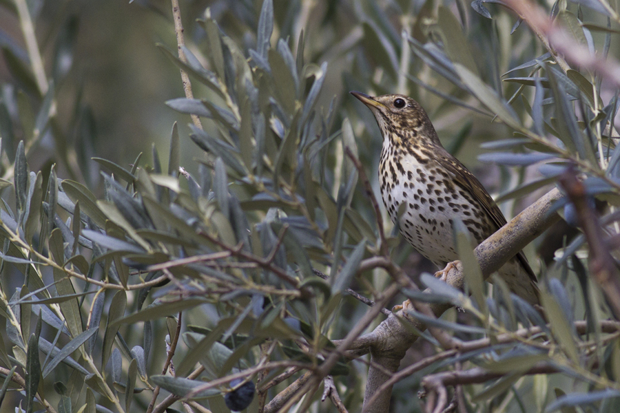 Song Thrush