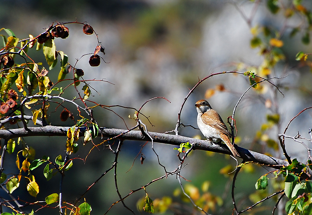 Red-backed Shrike