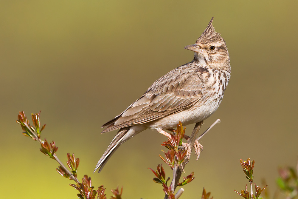 Crested Lark