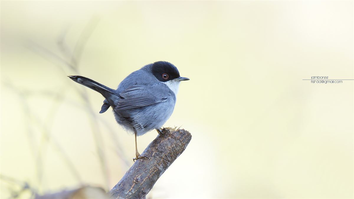 Sardinian Warbler