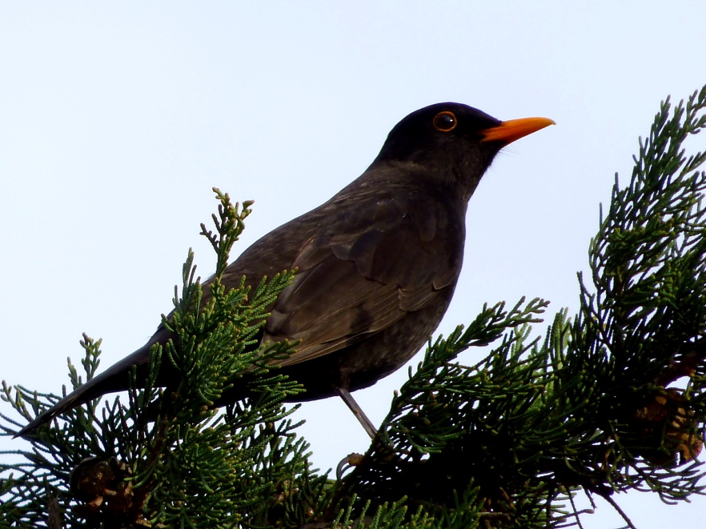 Common Blackbird