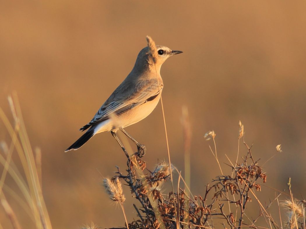 Isabelline Wheatear