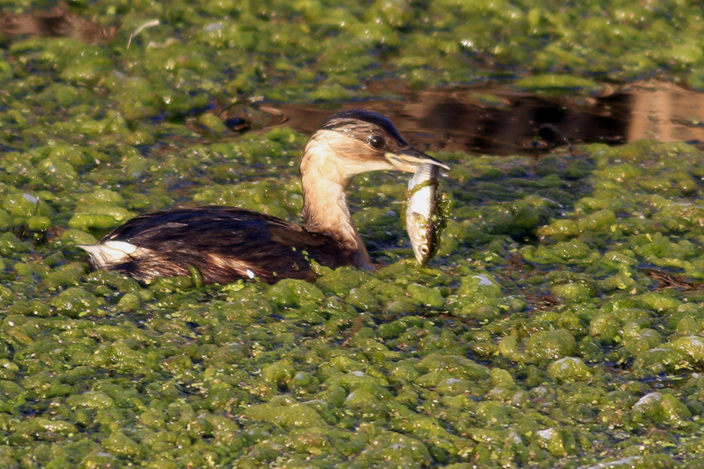 Little Grebe