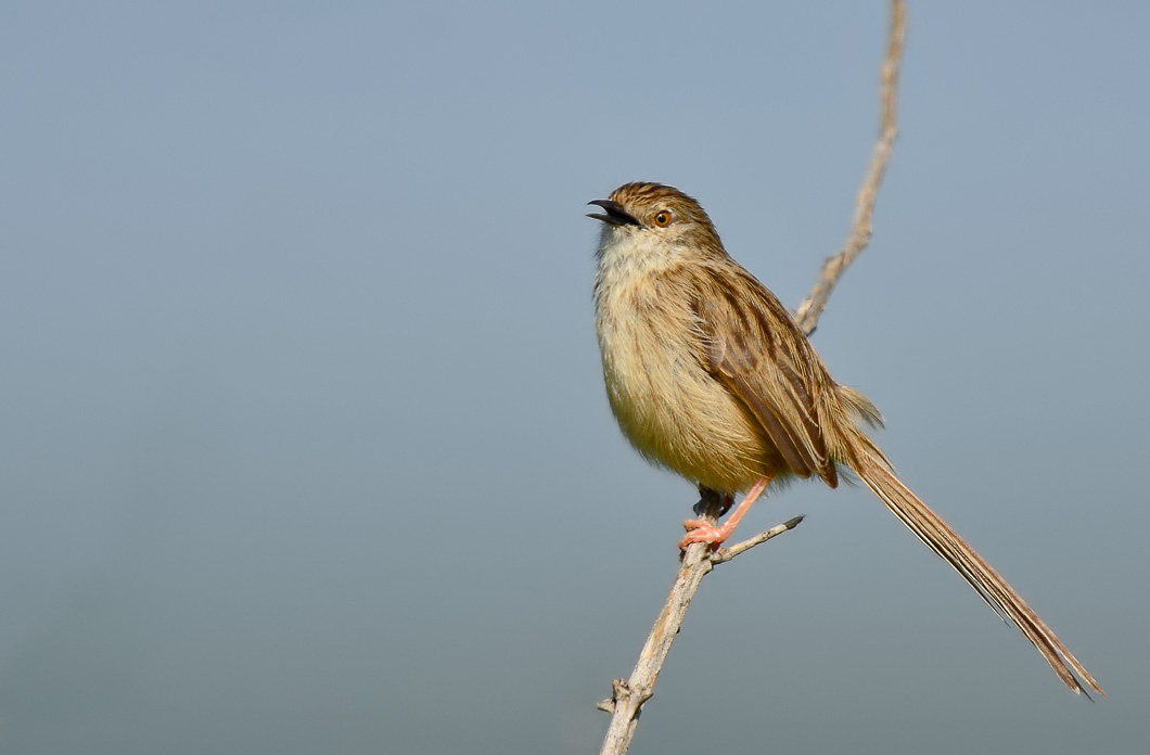 Delicate Prinia