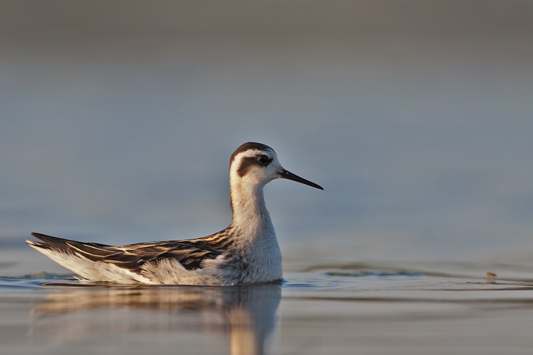 Red-necked Phalarope