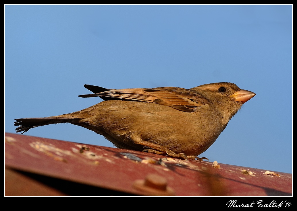 House Sparrow