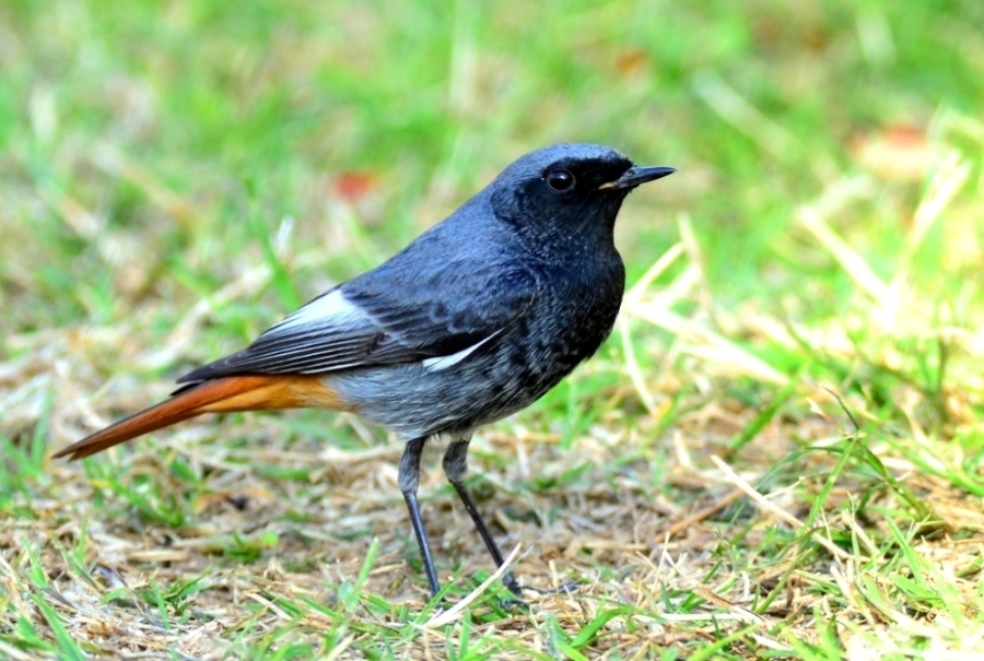 Black Redstart