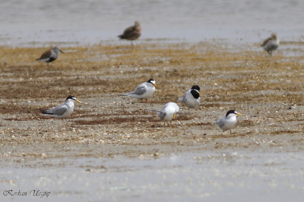 Little Tern