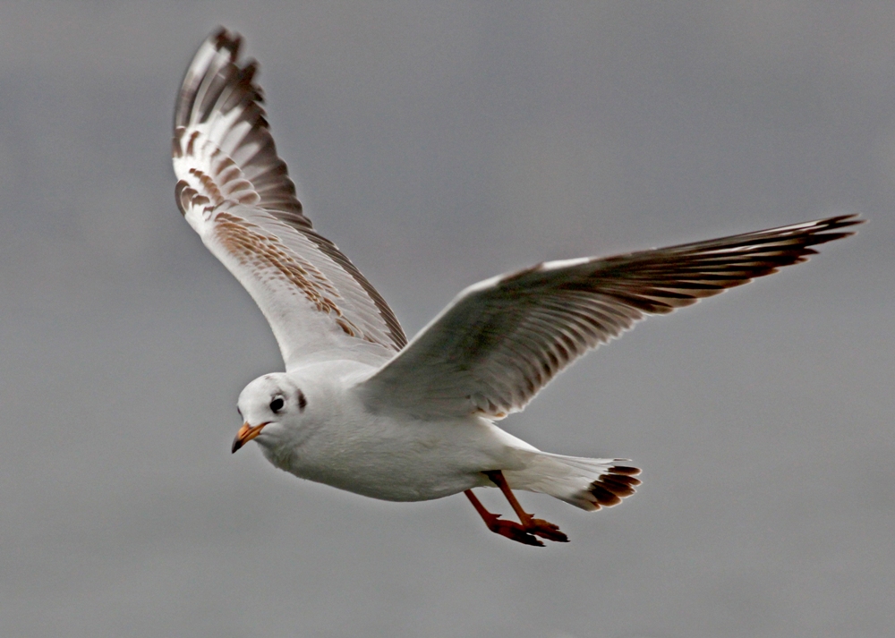 Black-headed Gull