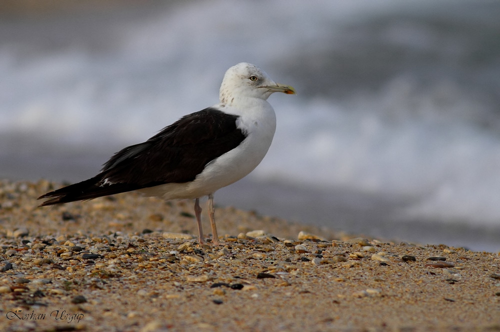 Lesser Black-backed Gull
