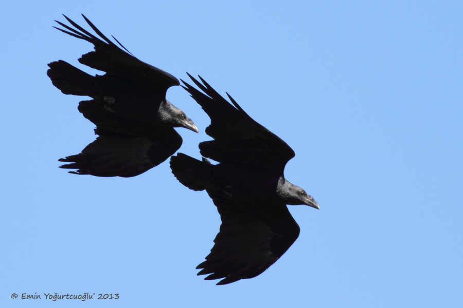 Fan-tailed Raven