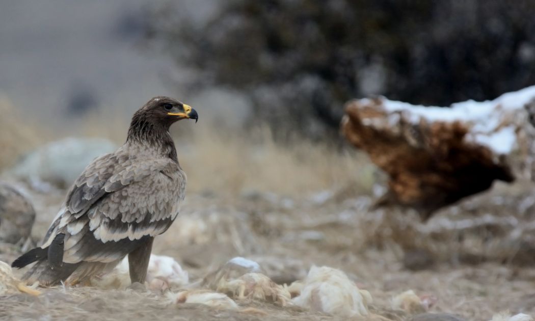 Steppe Eagle