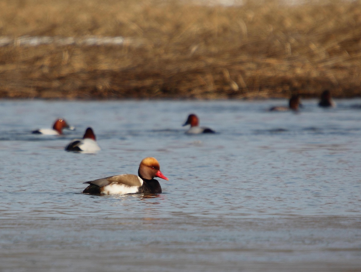 Red-crested Pochard