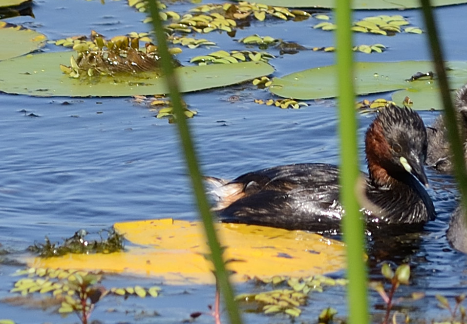 Little Grebe